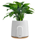 Vitesy Natede Basic Purificateur d'Air Naturel